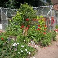 Our Walled Garden