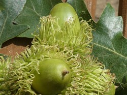 Turkey oak acorns