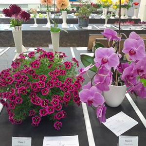 Kingswood Walton & Tadworth Horticultural Society Shows
