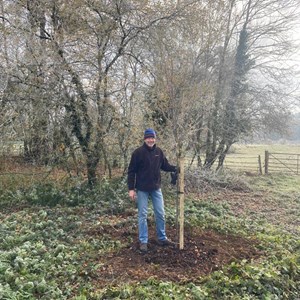 Whitebeam Sorbus aria 'Lutescens' planted by Cllr Edwards for our late Queens Platinum Jubilee
