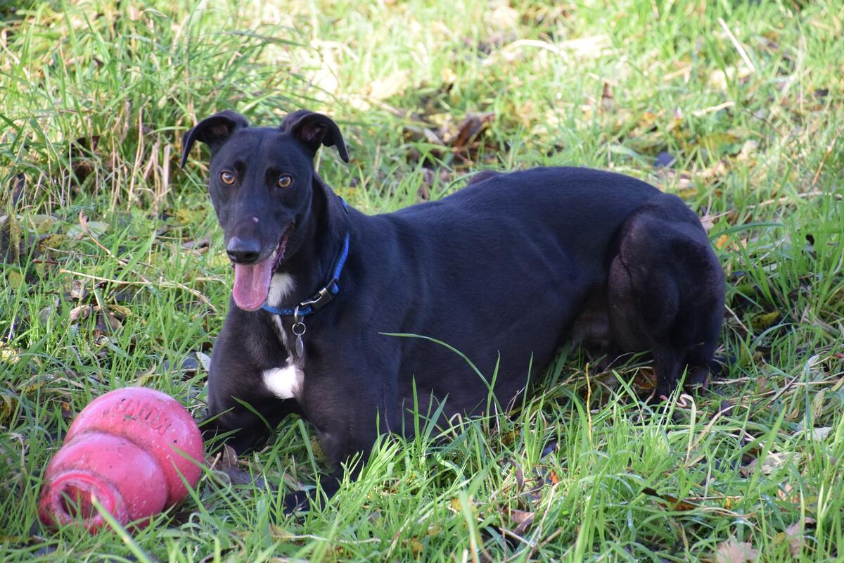 Greyhound Trust Shropshire & Borders Lunar Greyhound Trust Shropshire & Borders Lunar