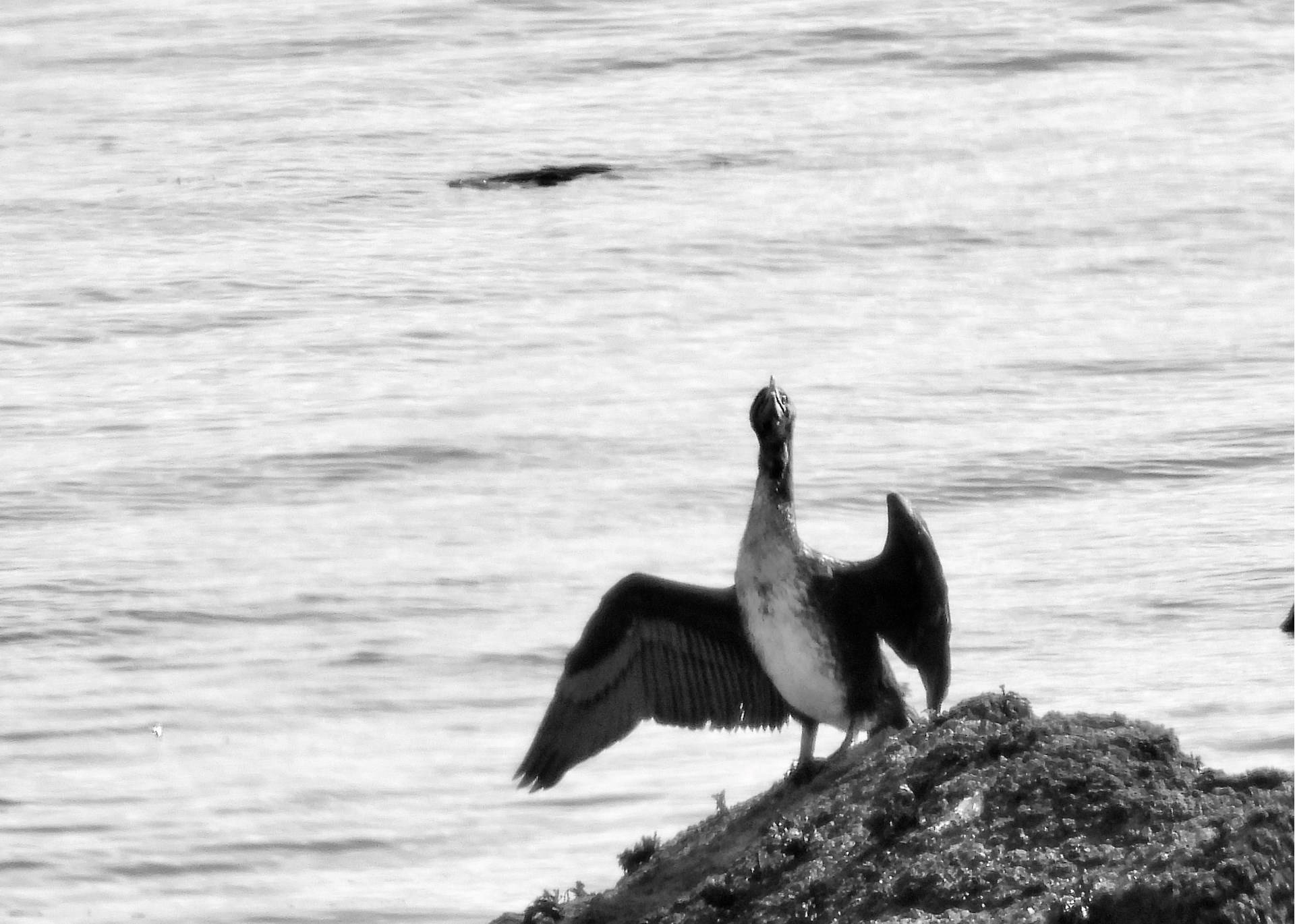 Cormorant in a typical pose – drying out