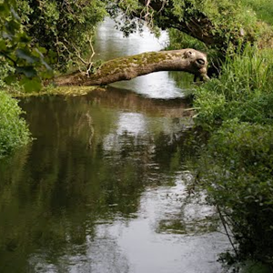 The Tichborne Brook