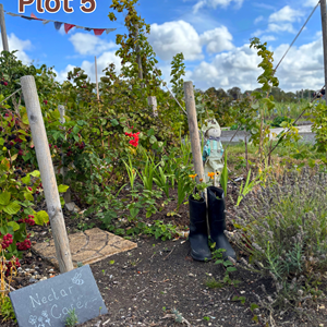 Plot 5 Best Kept Allotment