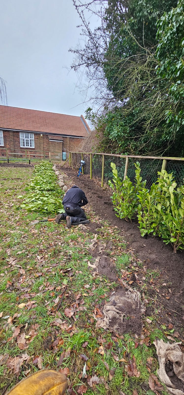 Laurel hedge being planted by The Eco Gardener Laurel hedge being planted by The Eco Gardener