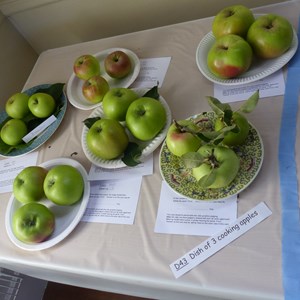 Mickleham and Westhumble Horticultural Society September 2018 show pictures