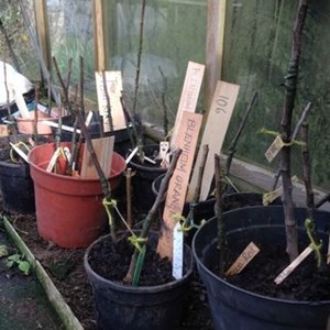 Newly-grafted apple trees ready for transplanting into nursery beds.