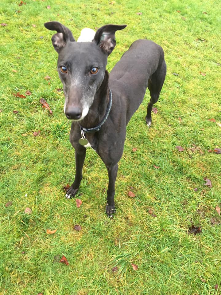 Greyhound Trust Shropshire & Borders Ella - RESERVED Greyhound Trust Shropshire & Borders Ella - RESERVED