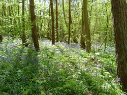 Luddesdown & District Rights of Way Group Walking in Luddesdown