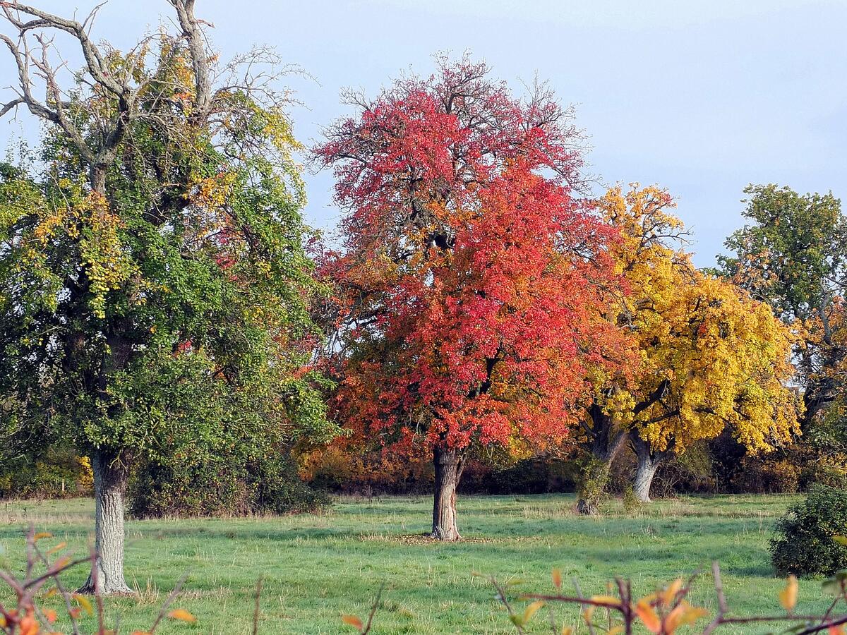 Our historical Perry Orchard