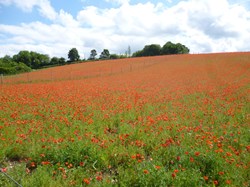 Luddesdown & District Rights of Way Group Walking in Luddesdown