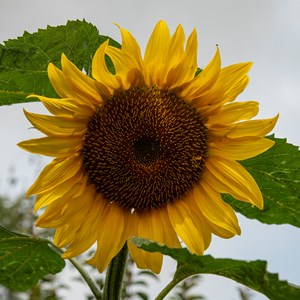 03. Sunflower