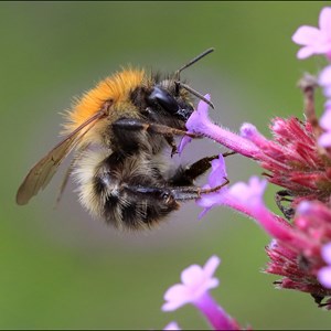 05. Bee