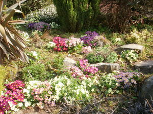 Primroses in spring Primroses in spring