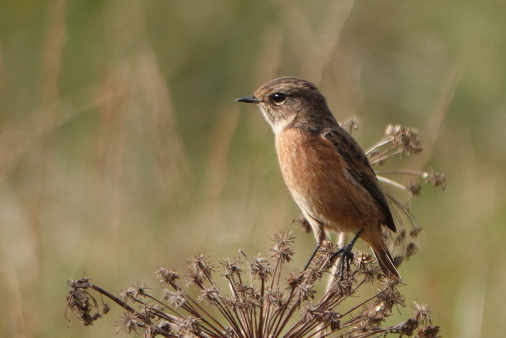A Stonechat