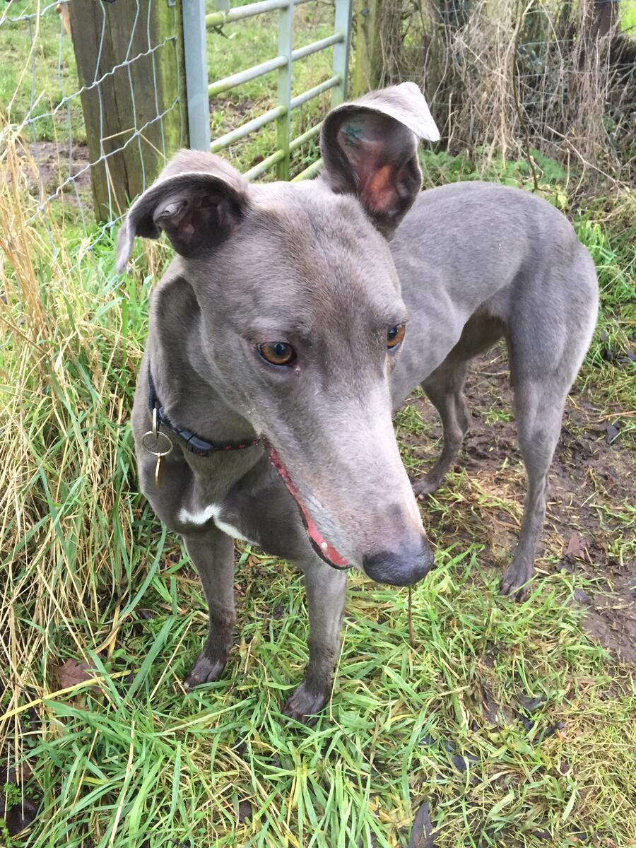 Greyhound Trust Shropshire & Borders Lily Greyhound Trust Shropshire & Borders Lily