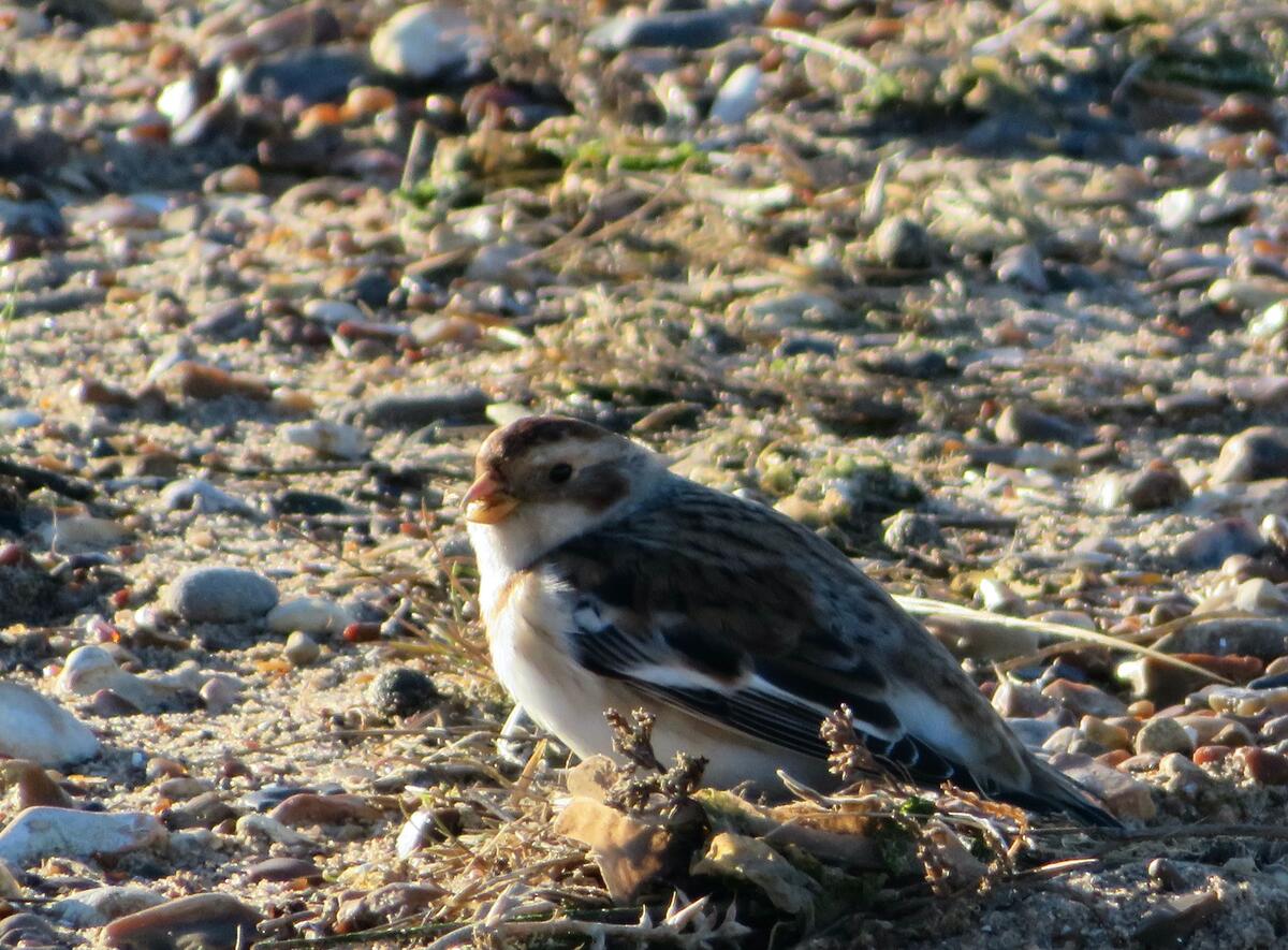 The ‘Hampshire’ Snow Bunting