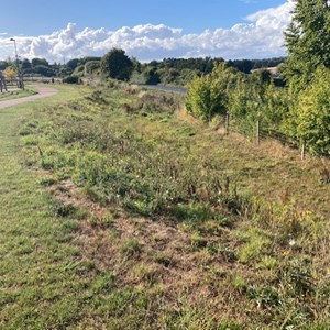 Scrub between Roman Rd and Welhouse Lane