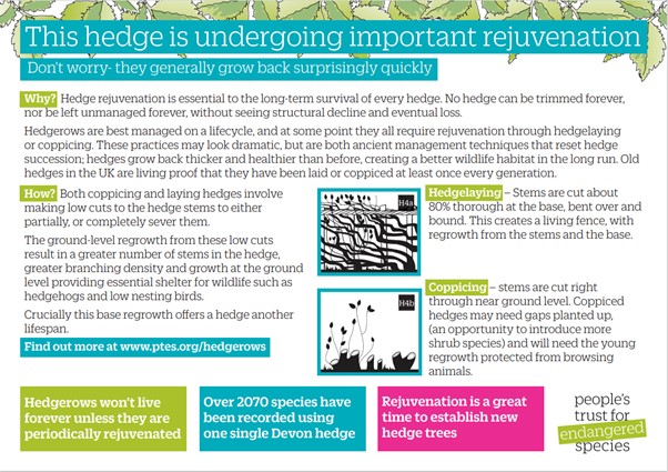 Hedge Rejuvenation at Bury Hill Meadows