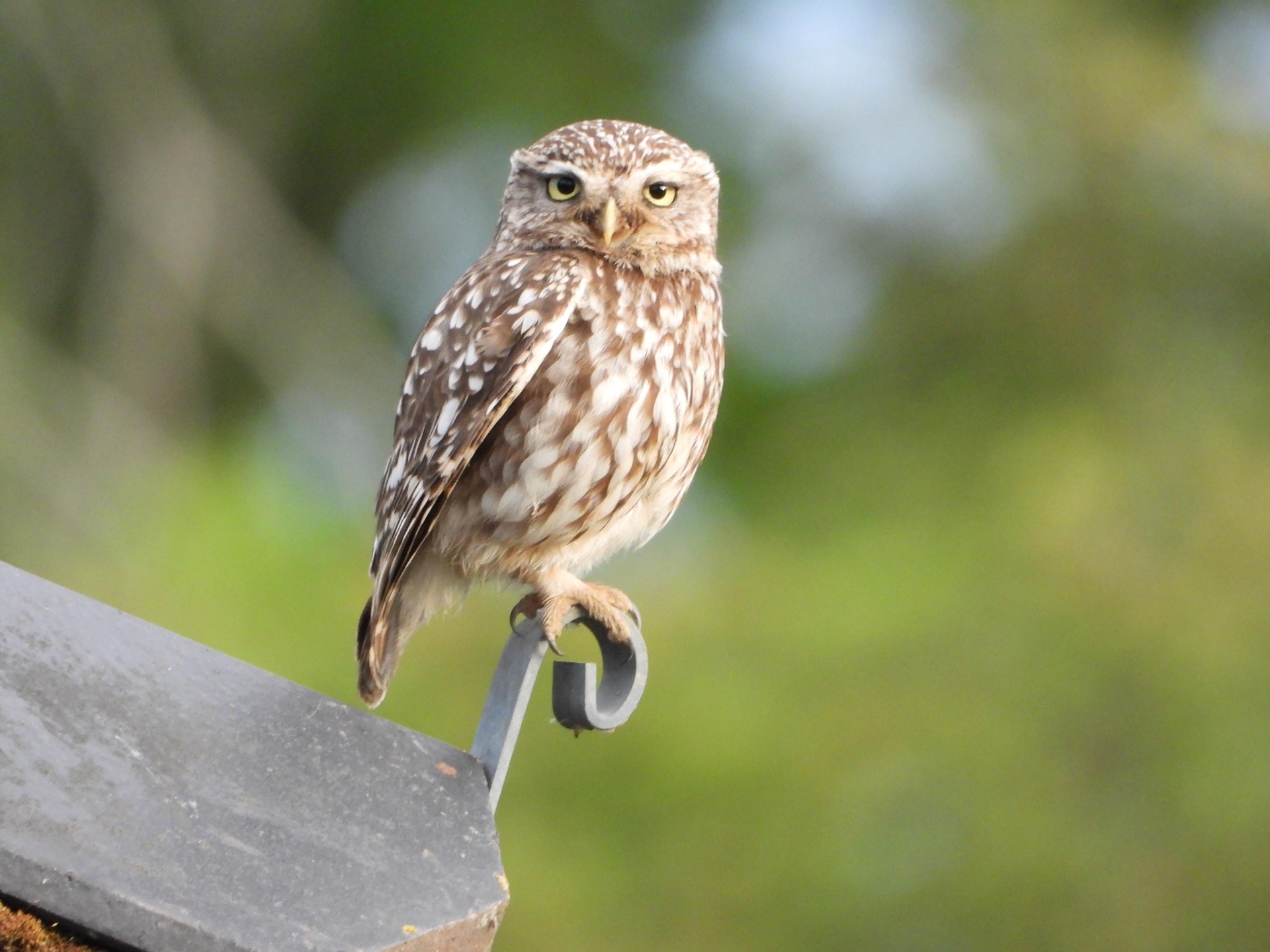 A Little Owl A Little Owl
