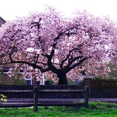 Blossom in Hothfield