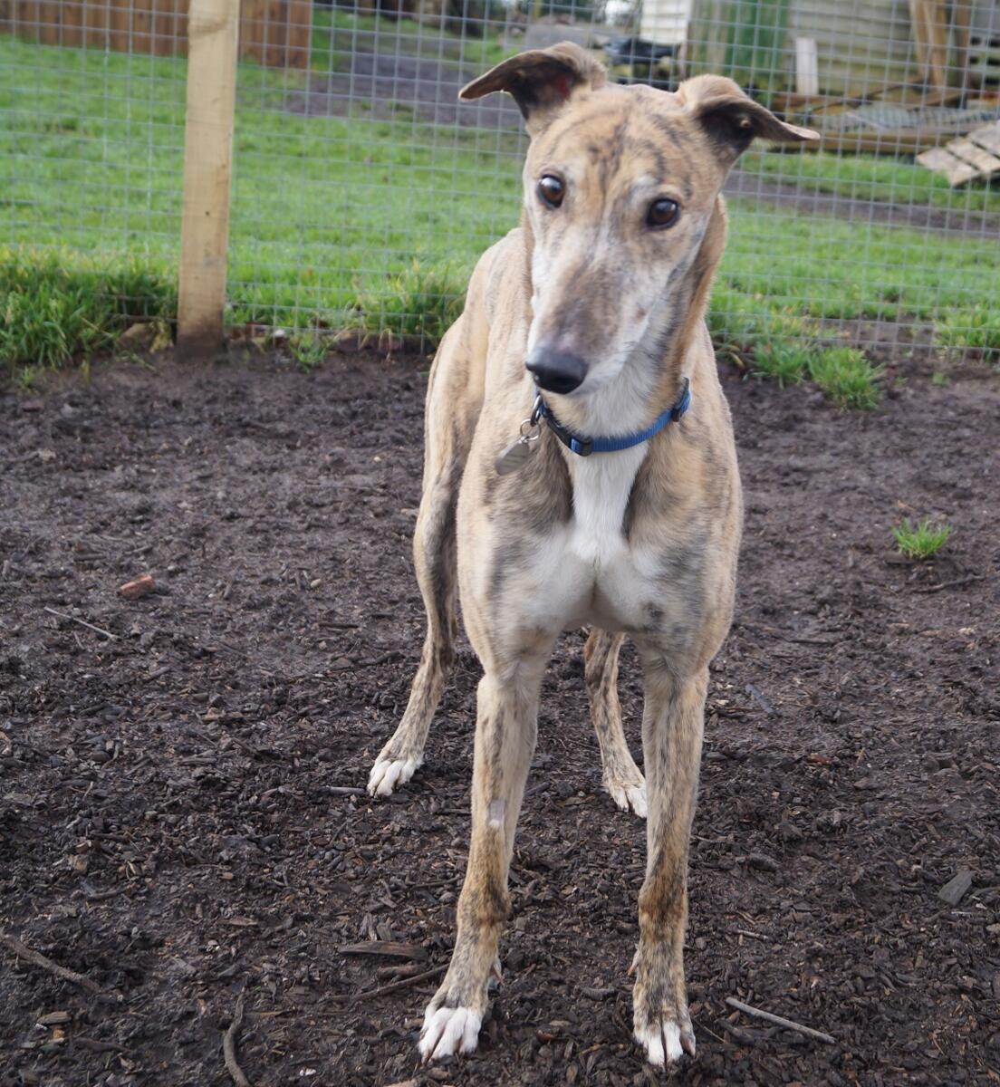 Greyhound Trust Shropshire & Borders Cobra Greyhound Trust Shropshire & Borders Cobra