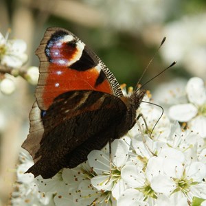 May 5th      A SIP OF NECTAR     This peacock butterfly is sipping nectar from Hawthorn flowers. The tree is used for hedging and is sometimes called May after the month in which bears its dense creamy white blossom.