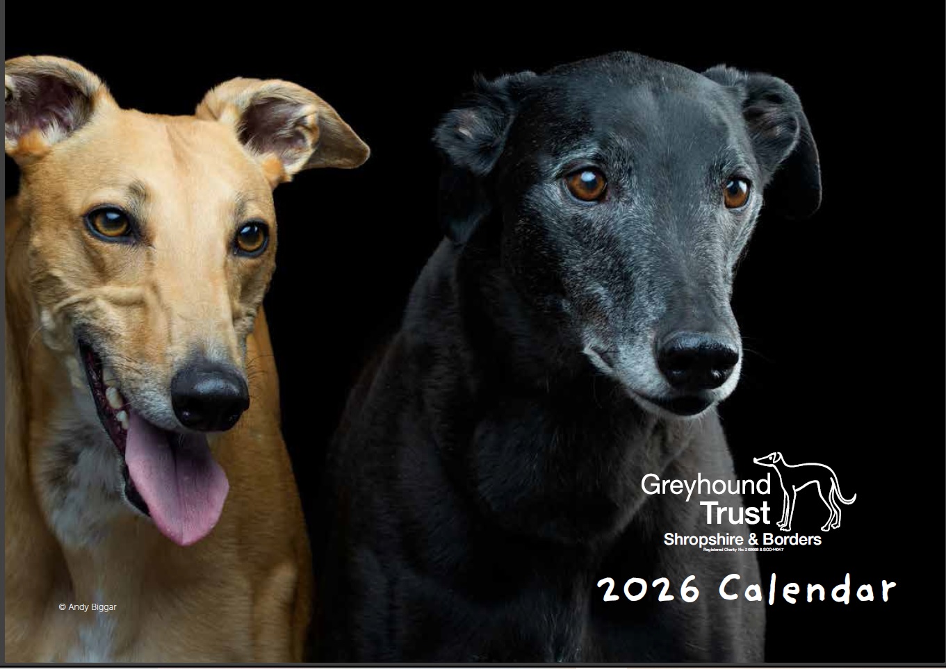 Our 2026 Greyhound Calendar is now on sale! Our 2026 Greyhound Calendar is now on sale!