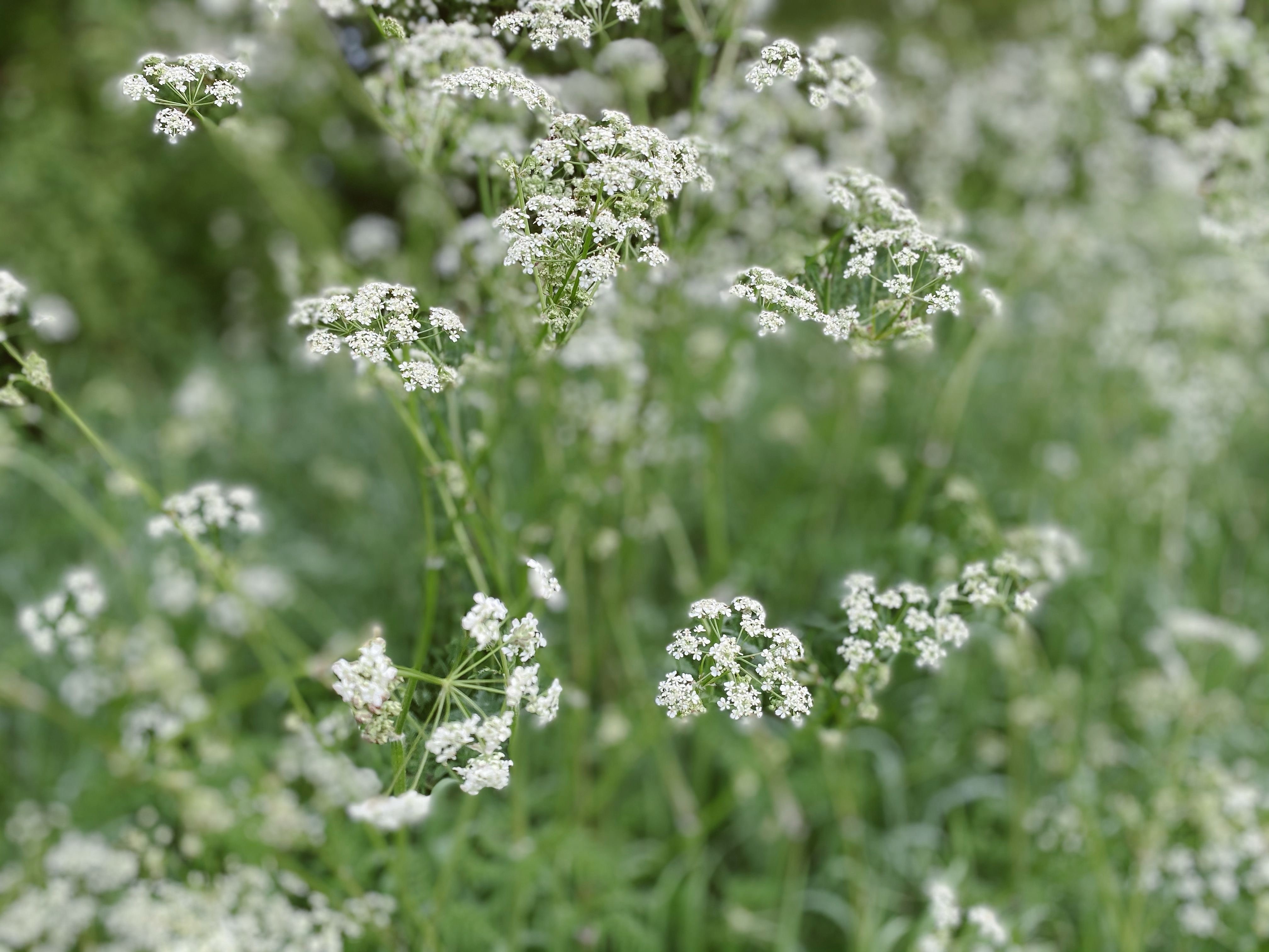 Picture of the Week-Cow Parsley in Full Bloom in Our Hedgerows Picture of the Week-Cow Parsley in Full Bloom in Our Hedgerows