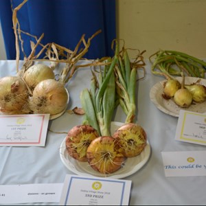Fine onions entered in the 20418 show