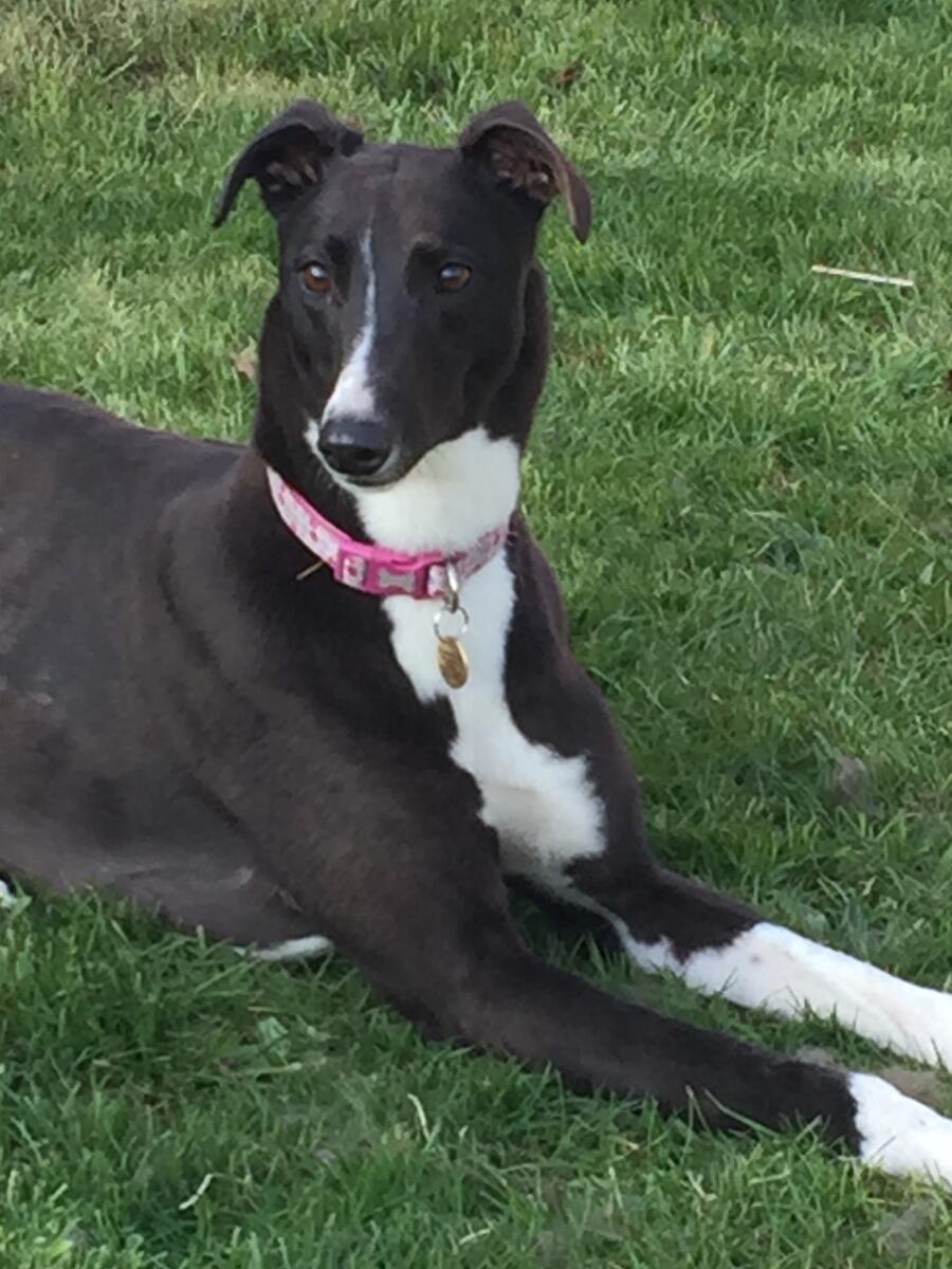 Greyhound Trust Shropshire & Borders June Greyhound Trust Shropshire & Borders June