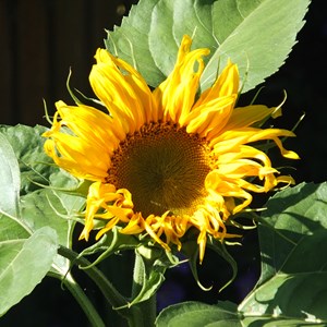 Sunflower coming out
