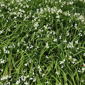 Wild Garlic - Ann Ricou
