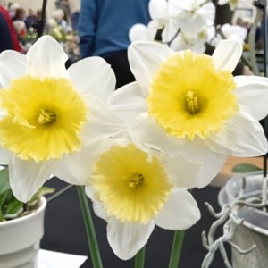 Mannings Heath & District Horticultural Society Photo Gallery