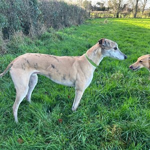 Greyhound Trust Shropshire & Borders James