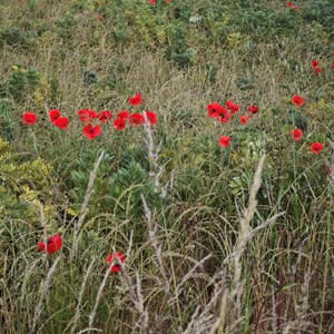 Poppies - Phil Taylor
