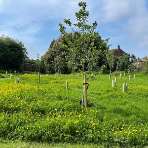 Asenby Parish Council The Community Park
