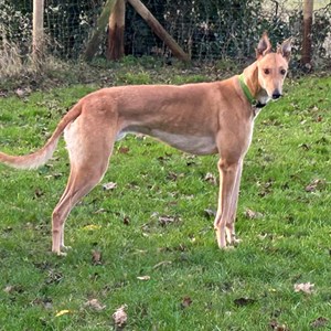 Greyhound Trust Shropshire & Borders Bailey