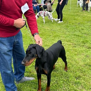 Whixall Social Centre Whixall Companion Dog Show 2024