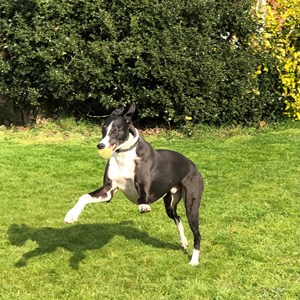 Greyhound Trust Shropshire & Borders Hoot