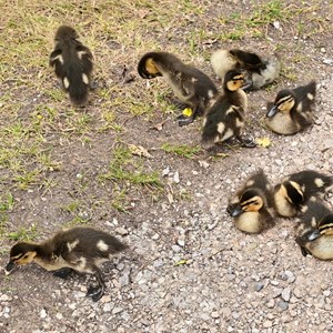03. Clutch of Mallards