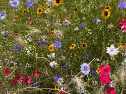 Rodmell Parish Council Rodmell Wildflower Project