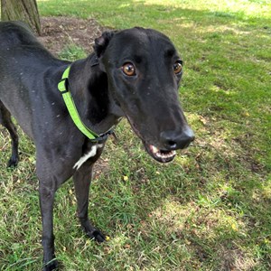 Greyhound Trust Shropshire & Borders Jimbo