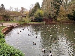 The well populated duck pond at  Holybourne village. ©RW