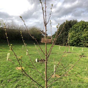 Asenby Parish Council Community Park