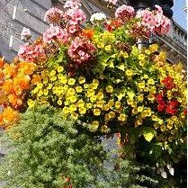 Beautiful hanging baskets