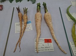 Bucklebury and Marlston Horticultural Society Autumn Show Report 2026