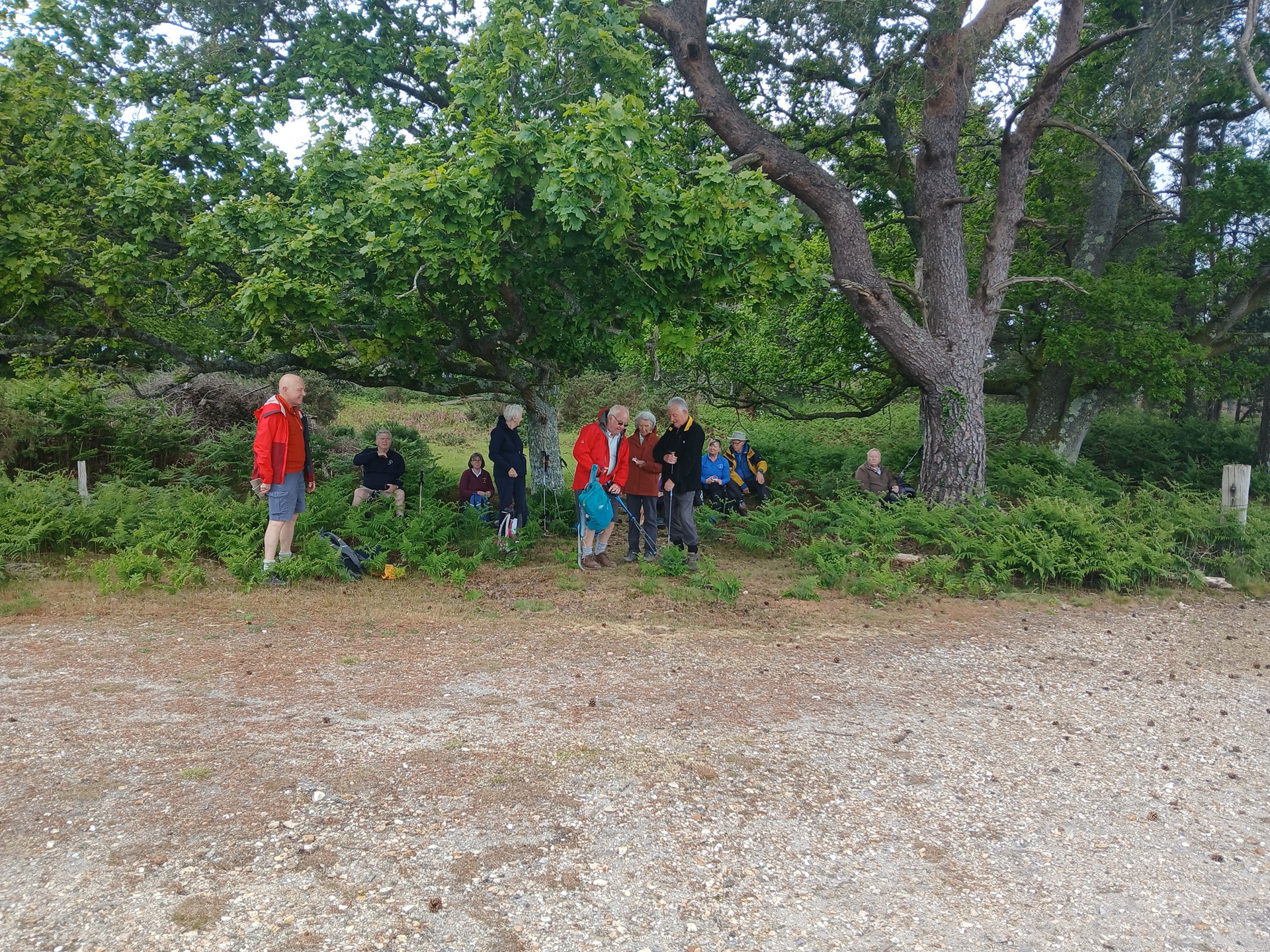 Mileaters in wareham Forest