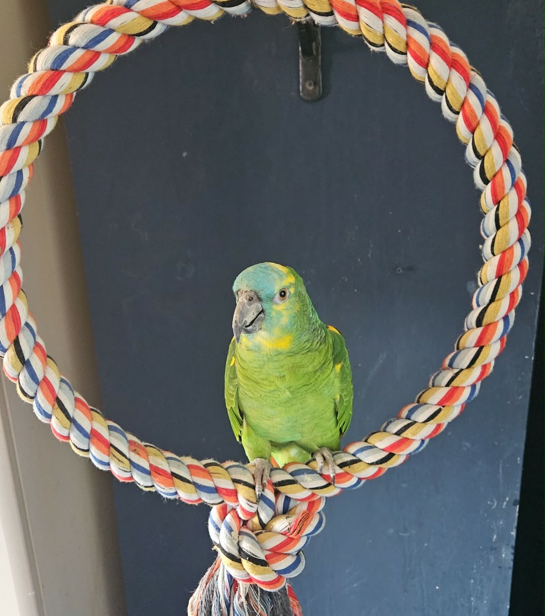 Sophie – happy, confident and thriving in her forever home 🦜💕