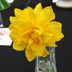 Mannings Heath & District Horticultural Society Photo Gallery